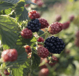 Immaculate Blackberry - New !